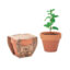 MINT POT - Bois