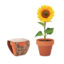 SUNFLOWER - Bois