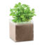 BASIL - Beige